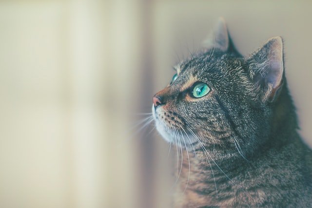 Hyperthyroidism in Cats – Diet Food, Treatment Costs & Savings.